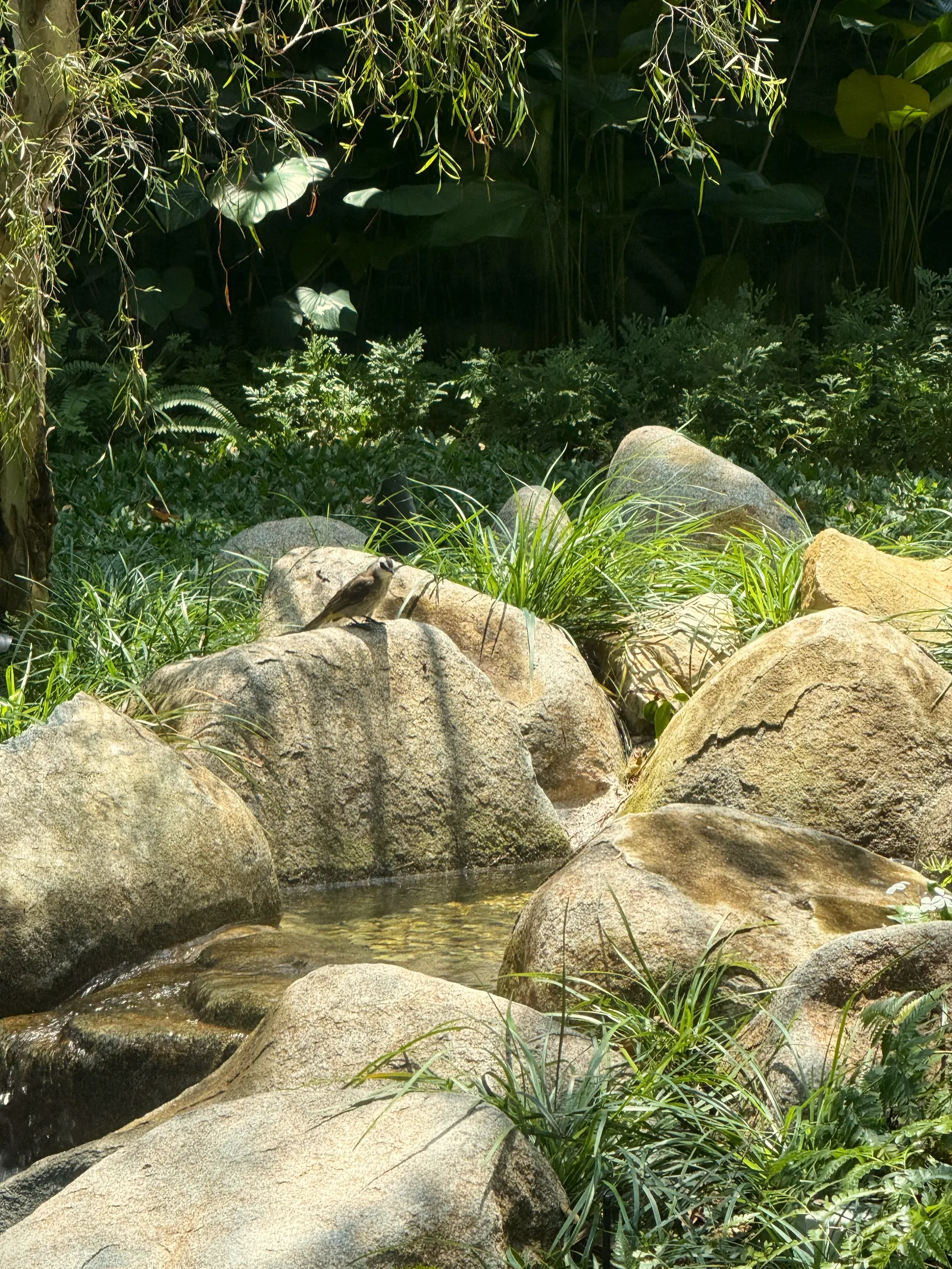 The Garden Within: a bulbul on a boulder above a shallow stream, among grasses and ferns