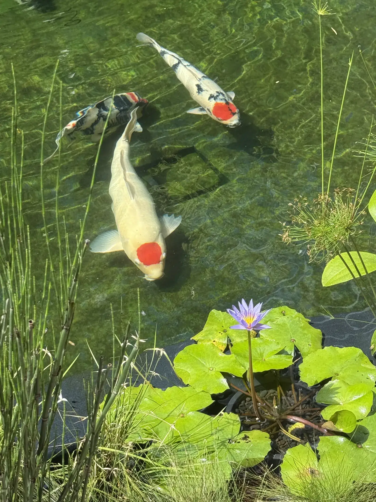 The Garden Within: koi from above with a flowering water lily