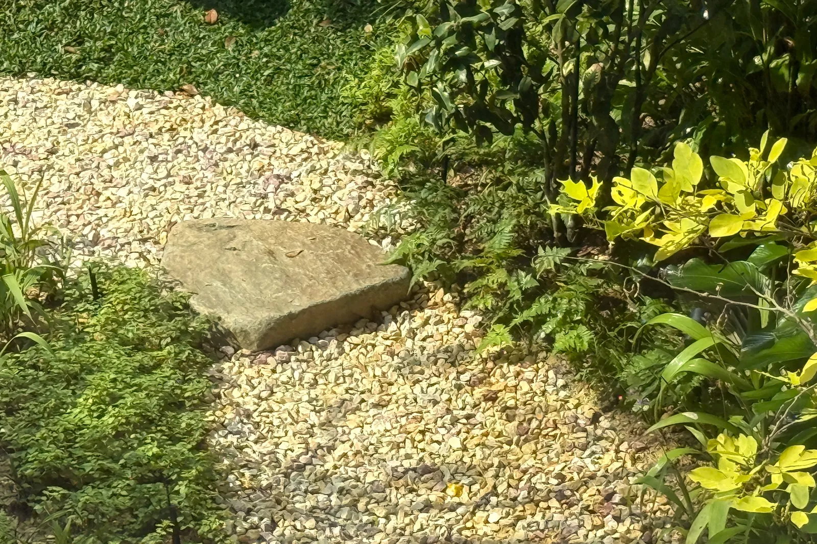 The Garden Within: a stepping stone in a gravel path, between ferns and yellow-leaved shrubs