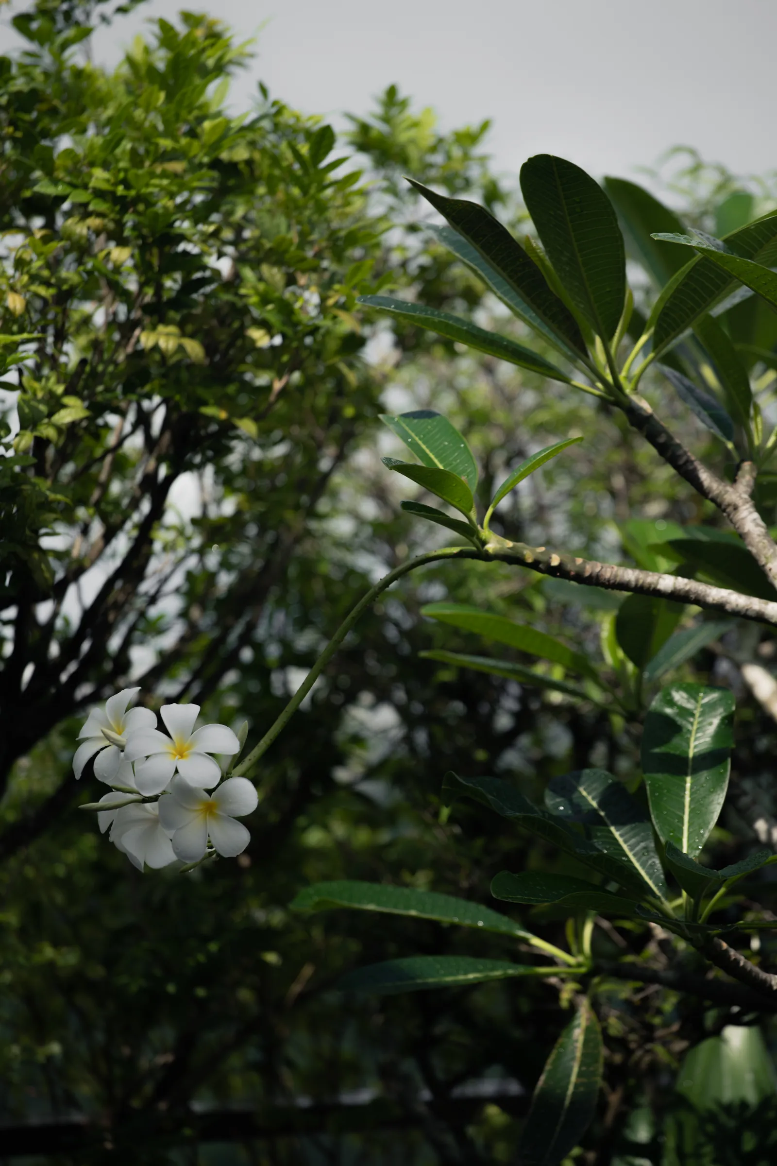 Villa in the Sky: frangipani flowering on the terrace